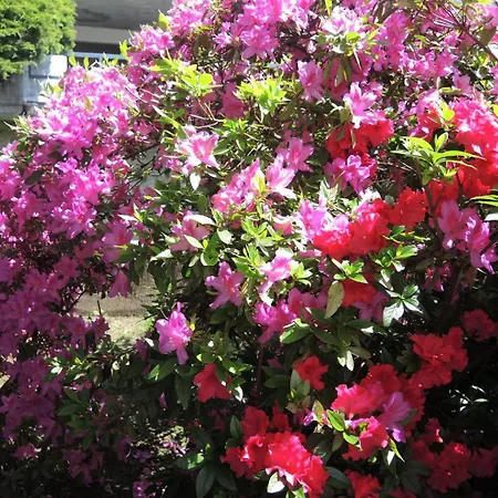 Bellavista By Fewotessin * Locarno