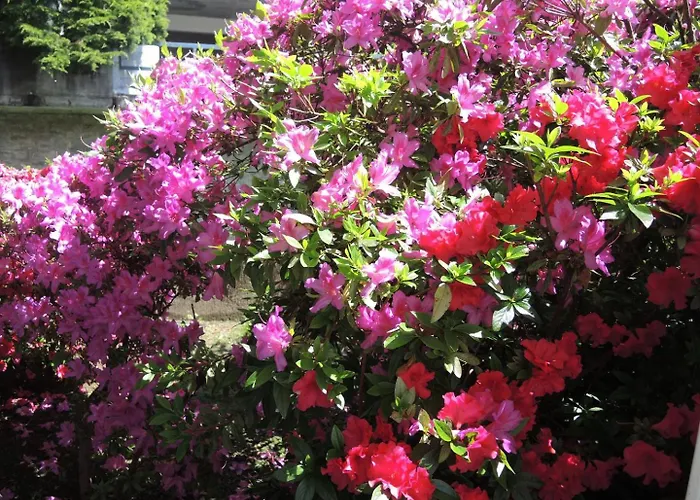 Bellavista By Fewotessin * 로카르노